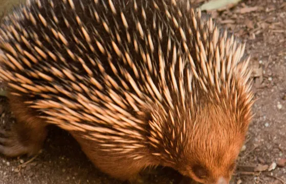 墨爾本景觀巴士之旅（含普芬比利蒸汽火車及希斯維爾野生動物保護區）