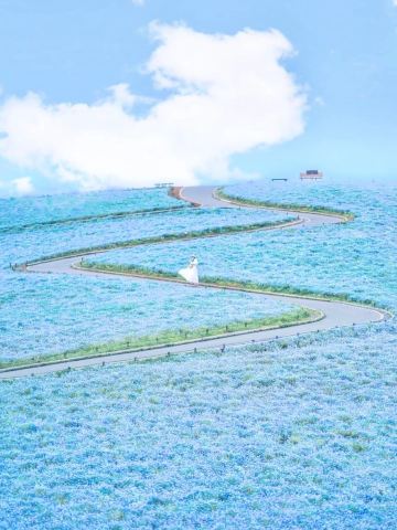 茨城国営ひたち海浜公園+神磯の鳥居+那珂凑海鲜市场花海ワンデーツアー