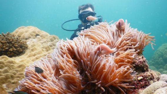 Southern Phu Quoc scuba diving experience