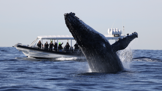 Sydney Whale Watching Cruise - OZ/Orca/Internet-famous Black Boat/White Boat/Fantasea Whale Watching Cruise/Speedboat options (Australia's most comprehensive whale watching selection)