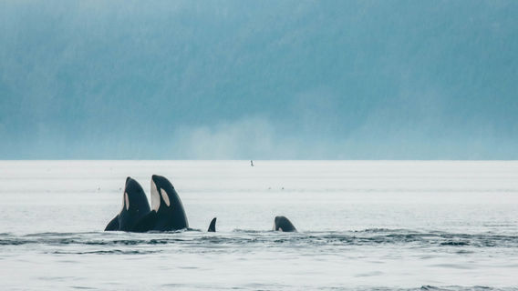 Vancouver