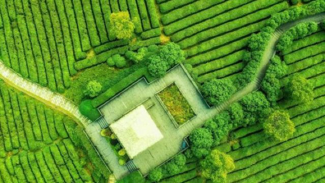 Hangzhou, China: Meijiawu + A Bamboo-Lined Path Yunqi + West Lake Scenic Area | Multilingual Guide Custom Private Charter