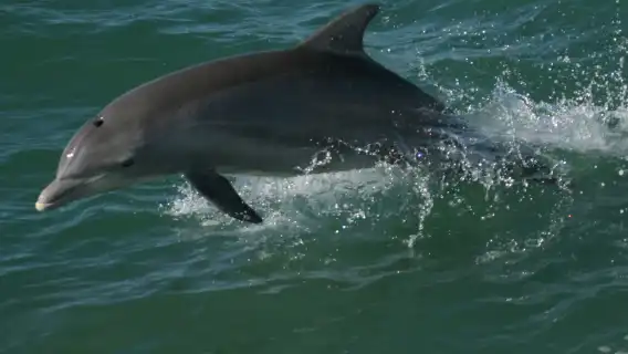 Clearwater: Guided Dolphin Exploration Cruise