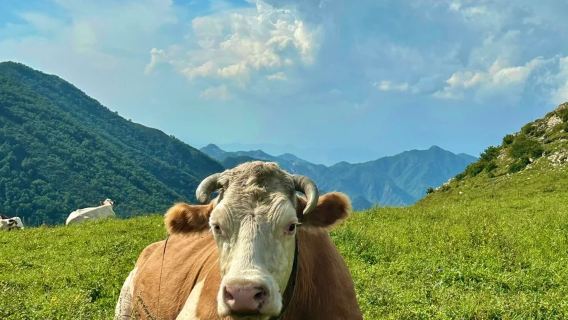 ○Pakej persendirian lawatan sehari Ganhaizi Chengdu - termasuk pemandu pelancong profesional - termasuk tiket masuk - perkhidmatan pengangkutan