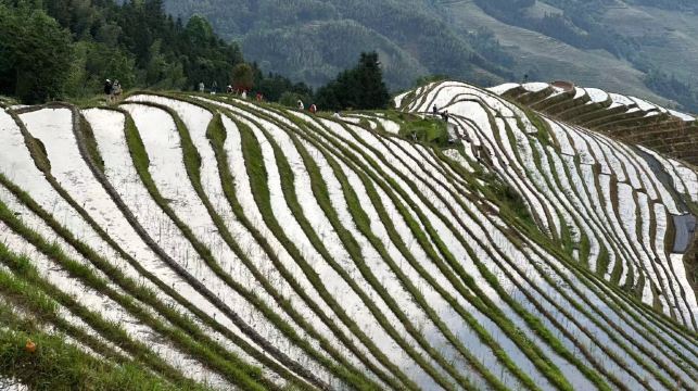 桂林：蘆笛岩及龍脊梯田1日獨立包團
