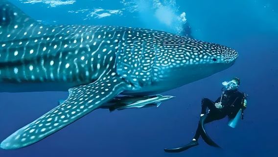 Escursione di un giorno per osservare gli squali balena e fare snorkeling a Oslob da Bohol|Incluso il trasporto di andata e ritorno