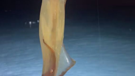 華潤遊艇會碼頭出發 夜釣魷魚5小時 漁獲全帶走 專業導釣 專業釣竿 魚餌漁具 可沖淡