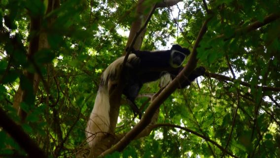 Moshi: Rau Forest (Hiking or Bike Tour)