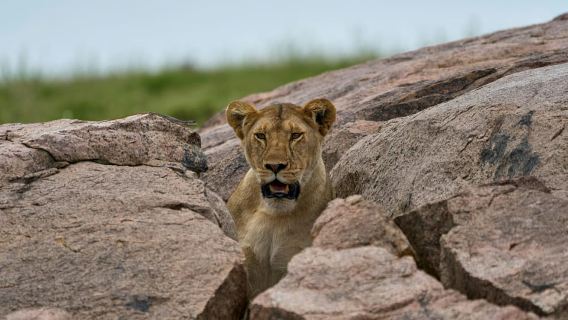 Sansibar: 2-tägige Tarangire- und Ngorongoro-Kratertour ab Sansibar