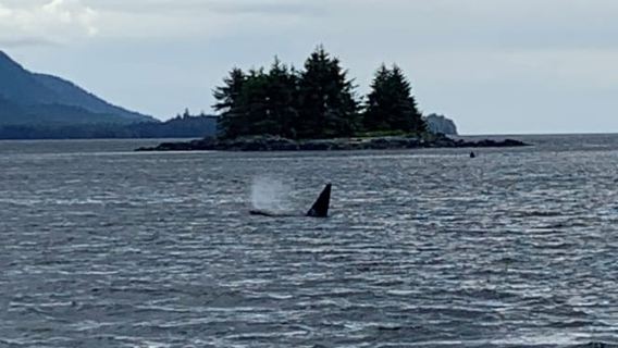 凱奇坎：海洋野生動物與賞鯨船之旅