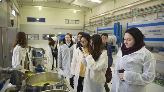 Jaén: Unforgettable visit to the olive mill + EVOO tasting