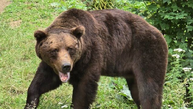 Bear Watching in The Wild from Brasov (100 %)