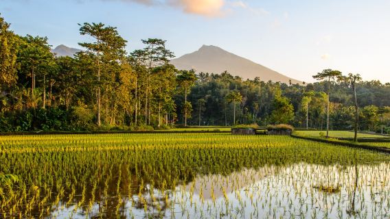 Lombok Hills Cycling Tour (Down the hills of Tete Batu, Rice Field Experience - No Lunch)