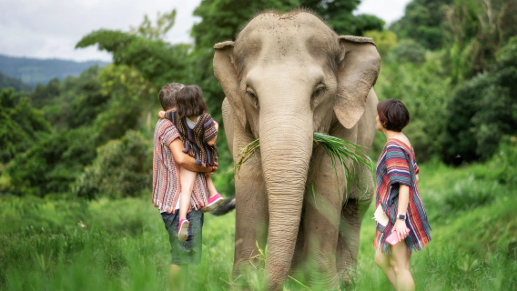 Tour di un giorno al Santuario degli elefanti nella giungla di Chiang Mai, Thailandia