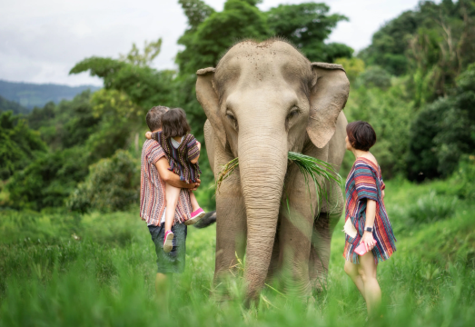 Chiang Mai Elephant Jungle Sanctuary Day Tour Guide