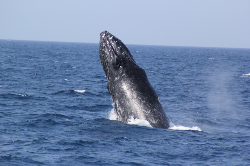 【冬季限定】日本沖縄クジラウォッチング体験半日帰りツアー・那覇発・間近でクジラを観察