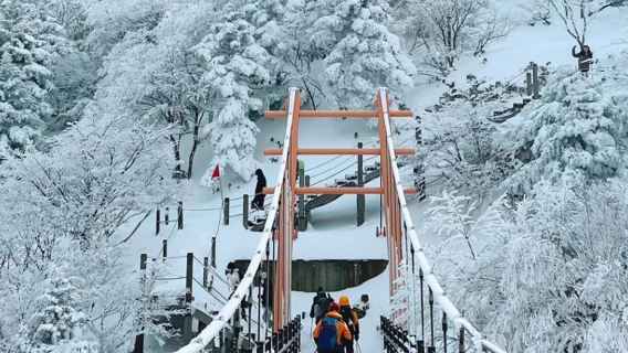 Southwest Route C: Dolphin Chasing + Hallasan National Park + Daepo Jusangjeolli Cliff + Hyeopjae Beach