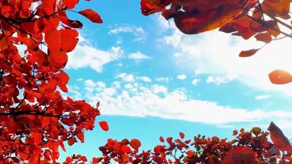 【新鄉來回-雲台山風景名勝區一日遊】自由行 只含來回車費