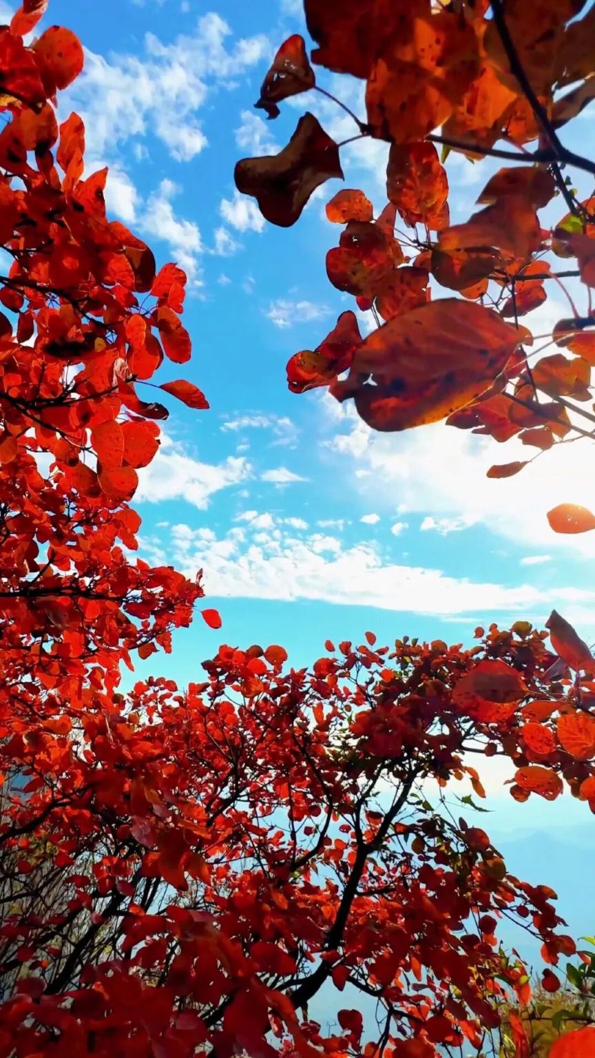 【新鄉來回-雲台山風景名勝區一日遊】自由行 只含來回車費