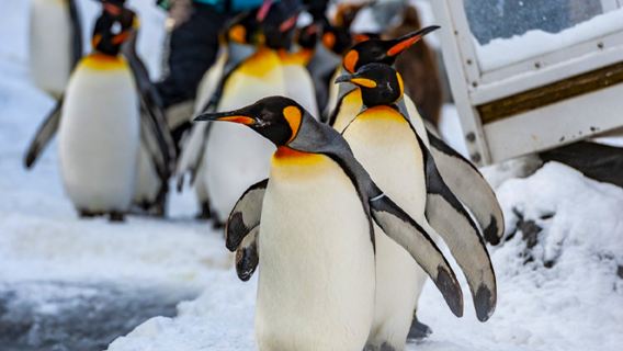 北海道旭山動物園&美唄雪地樂園一日遊|札幌出發|中英文導遊