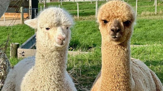 阿卡羅阿法式小鎮+羊駝農場【紐西蘭基督城來回拼團一日遊】