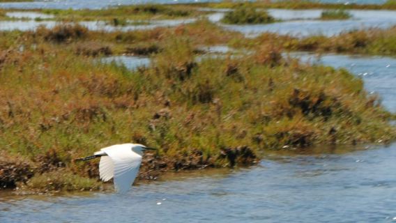 Ría Formosa: tour guiado en barco de 1 hora