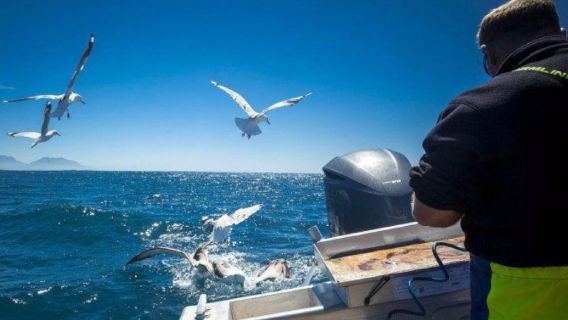 Captain Steve's Kaikoura Sea Fishing in New Zealand's South Island [Experienced Captain, Deep Sea Fishing + Crayfish Potting Dual Experience]