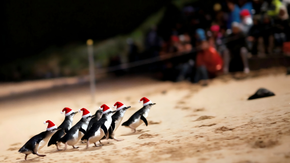 【聖誕限定·Penguin Parade】墨爾本希爾斯維爾動物園+菲利普島一日遊