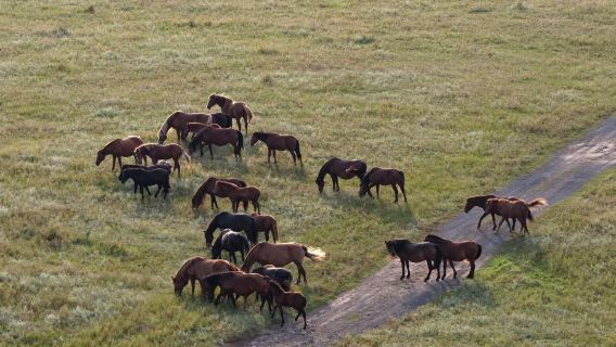 One-day tour to Mulan Weichang (“Hunting Ground”) and Saihanba Forest Park in Chengde, Hebei with English service available