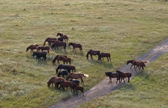 河北承德木蘭圍場+塞罕壩森林公園一日遊可中英文服務