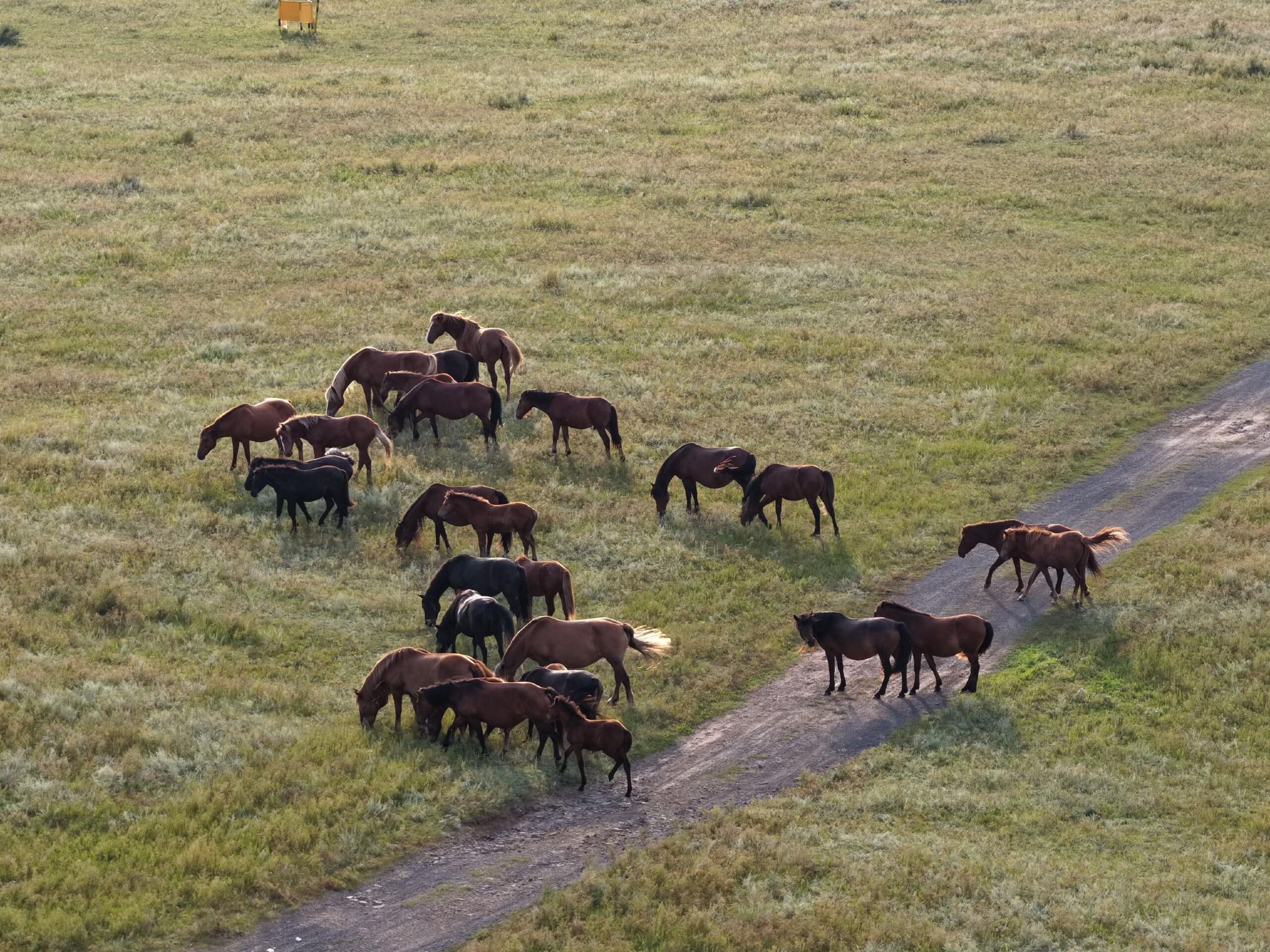 Tour di un giorno a Chengde, Hebei: Weichang Mulan e Parco Forestale di Saihanba con servizio in inglese