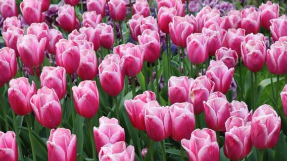 荷蘭一日遊：利瑟鬱金香田+諾德維克海灘