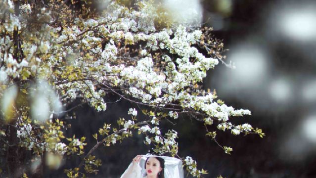 高陽Tripメモリー【顓頊公園/碧霞宮/多言語翻訳/カメラマン同行・ドローン撮影・同伴撮影・予約撮影・カスタマイズ】