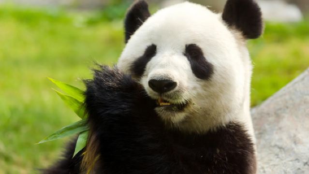 One-Day Challenge Tour: Pandas and the Leshan Giant Buddha