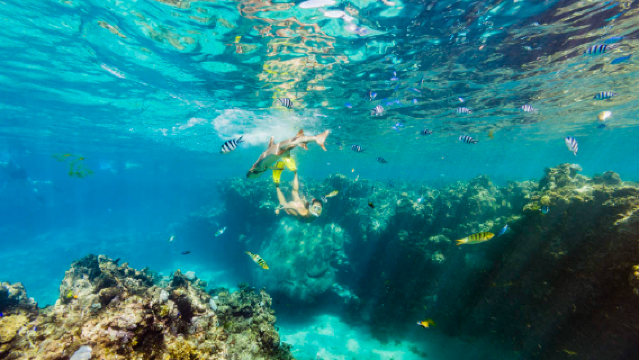 Pengalaman Selam Skuba dan Snorkeling 8 Jam di Nadi, Fiji [Pengalaman Snorkeling dengan Jerung di Fiji (Sesuai untuk Pemula)]