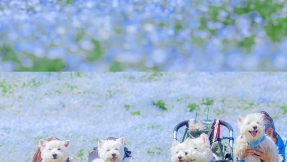 Small group for 9 people / hotel pick-up service: 1-day tour to Hitachi Seaside Park and Oarai Isosaki Shrine in Ibaraki, departing from Tokyo
