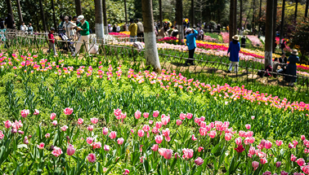Lawatan Sehari Kaunti Longli Tulip + Gelugeshan Tanpa Aktiviti Tambahan