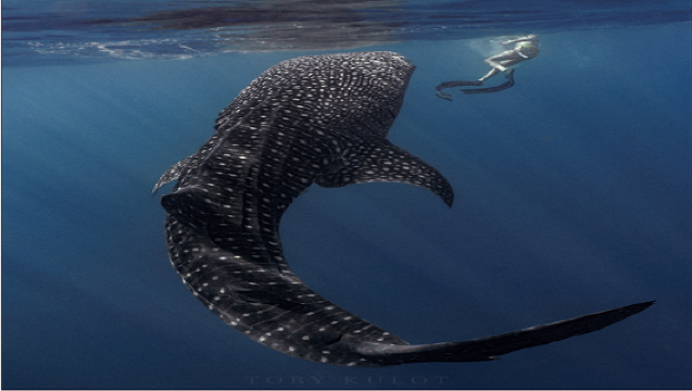 Oslob Whale Shark Watching  + Tumalog Falls