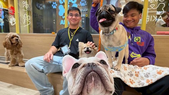 Dog cafe Rio Akihabara - Interactive experience with dogs
