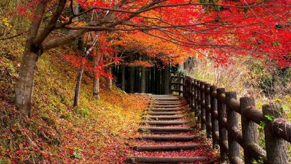 『日本和歌山白濱』＆中文地陪、多語種翻譯、導遊導覽服務