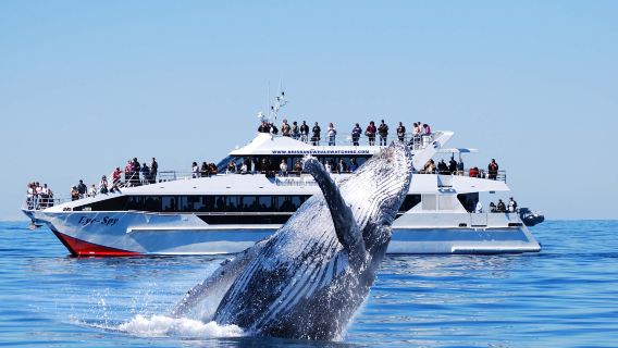 Excursión de avistamiento de ballenas en Brisbane | incluye almuerzo + opción de clase + posibilidad de mejora con traslado desde el aeropuerto o el hotel
