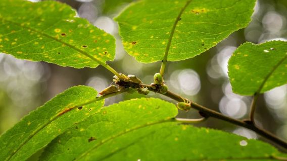 Oulu: Hietasaari Nature Tour with Local Guide