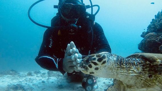 Muscat: Daymaniat Islands Scuba Diving for Beginners