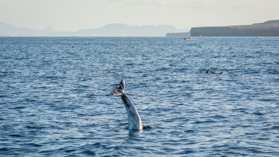Lanzarote Sunset Experience with dolphin spotting