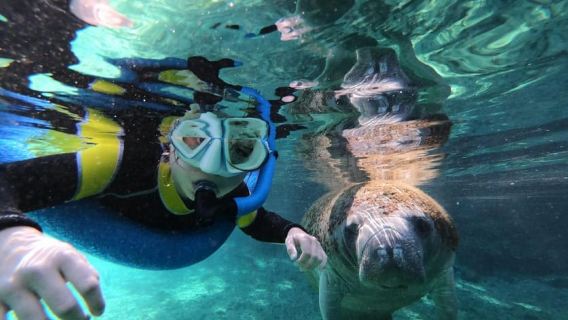 Small Group Manatee Swim Tour, Free Photos/Videos