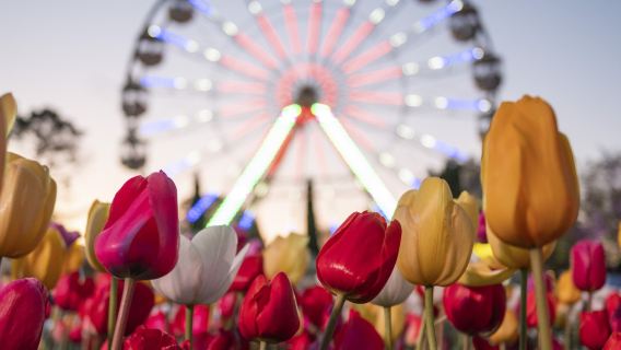 Lawatan sehari dari Sydney ke Canberra + Pameran bunga terhad Floriade + Bangunan Parlimen