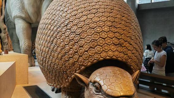 Recorrido de medio día por el Museo de Historia Natural de Shanghái, guía detallada de 2 horas, grupos pequeños, auriculares incluidos