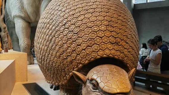 Shanghai Natural History Museum half-day tour professional tour guide service 2 hours premium small group includes headsets