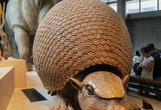 Shanghai Natural History Museum 2-hour in-depth tour