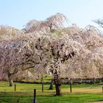 Cherry Blossom Special] 1-Day Tour to Jogasaki Coast + Sakura-no
